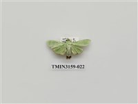 藏品(螟蛾317)的圖片